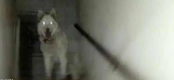 عکس روح سگ