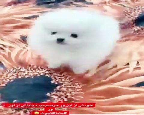 عکس امیر مقاره و سگش