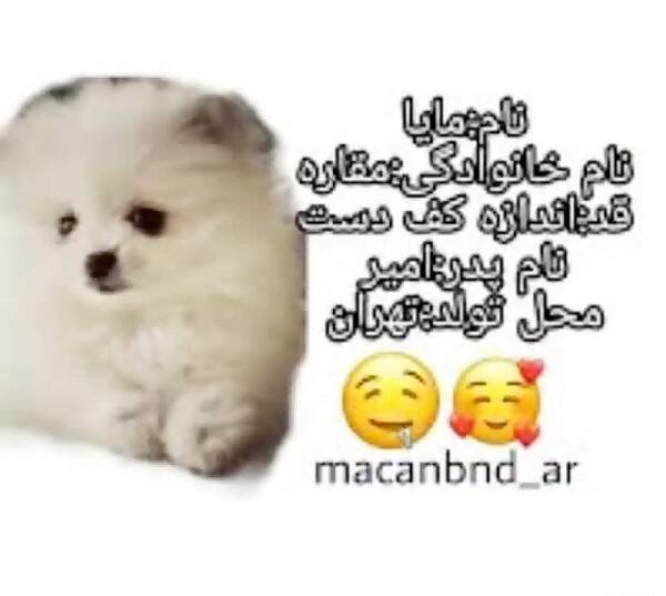 عکس امیر مقاره و سگش