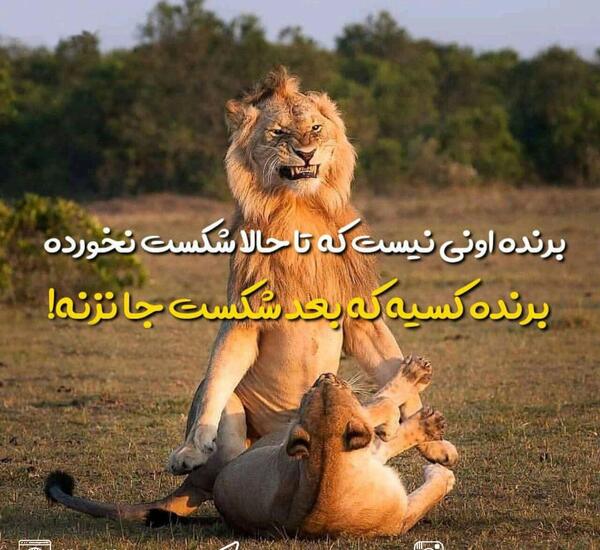 عکس انگیزشی شیر