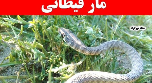 عکس مار خط قرمز