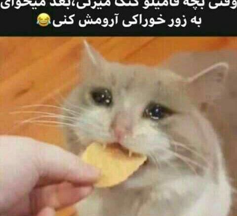 عکس میم گریه