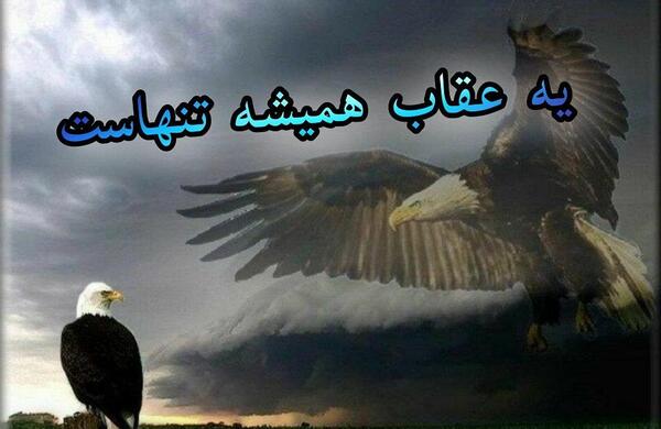 عکس طنز یه عقاب همیشه تنهاست