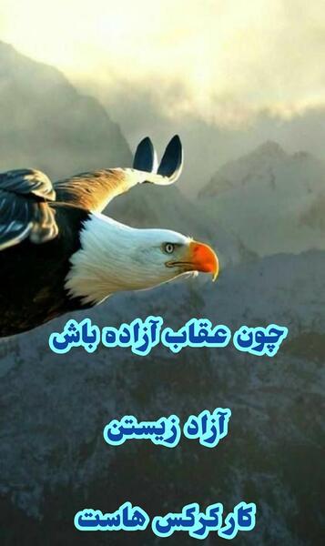 عکس طنز یه عقاب همیشه تنهاست