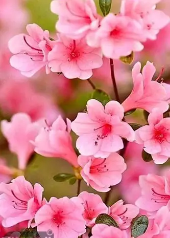 عکس تصویر زمینه گل
