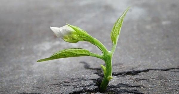 عکس روح طبیعت