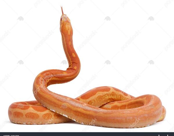 عکس مار ذرت
