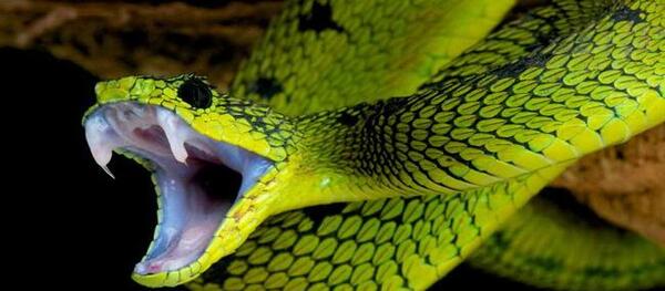 عکس مار گزیدگی
