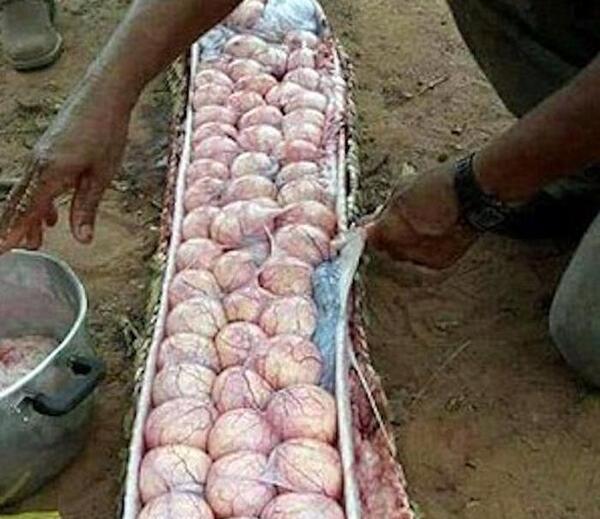 عکس مار گنج