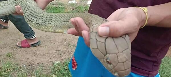عکس مار گنج