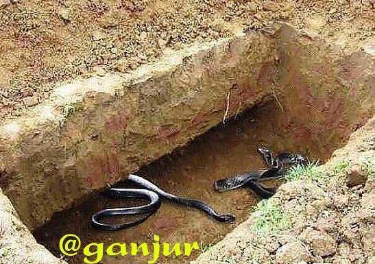 عکس مار گنج