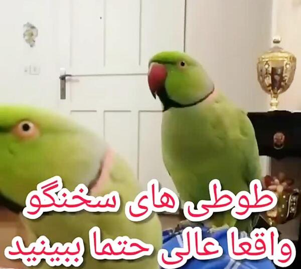 عکس طنز طوطی