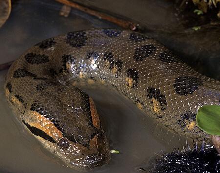 عکس مار رنگی