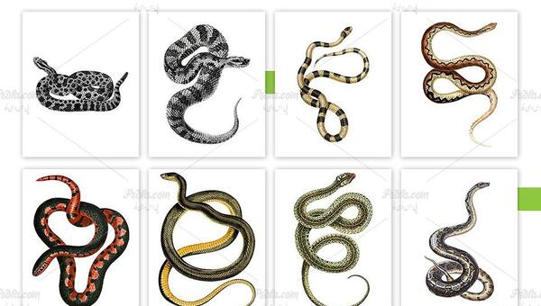عکس مار فتوشاپ