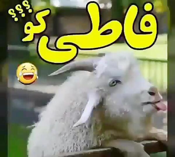 عکس طنز فاطمه