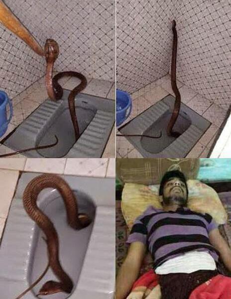 عکس مار خنده دار