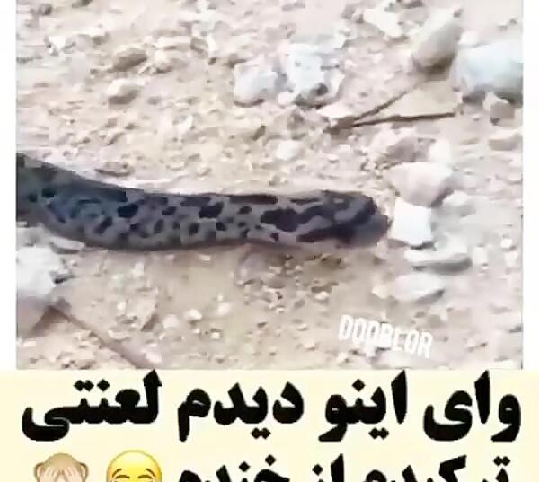 عکس مار خنده دار