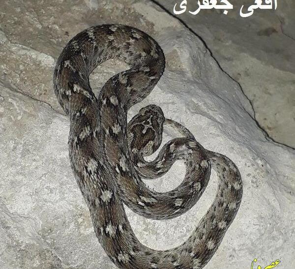 عکس مار تیر