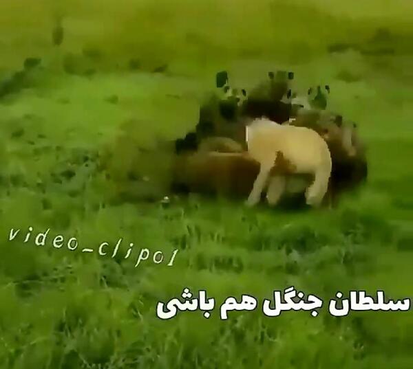 عکس نوشته شیر سلطان جنگل ترکم سلطان عالم