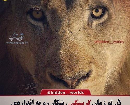 عکس نوشته شیر سلطان جنگل ترکم سلطان عالم