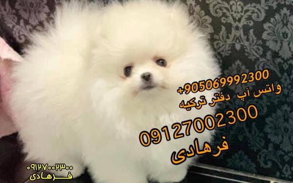 عکس سگ پامر فنجانی