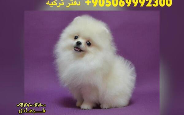 عکس سگ پامر فنجانی