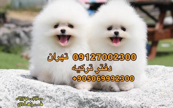 عکس سگ پامر فنجانی