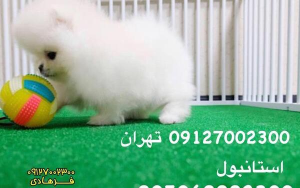 عکس سگ پامر فنجانی