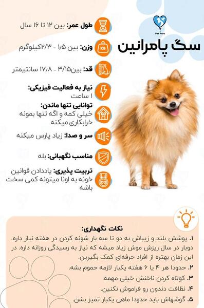 عکس سگ پامر فنجانی