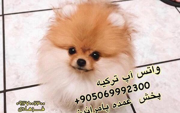 عکس سگ پامر فنجانی