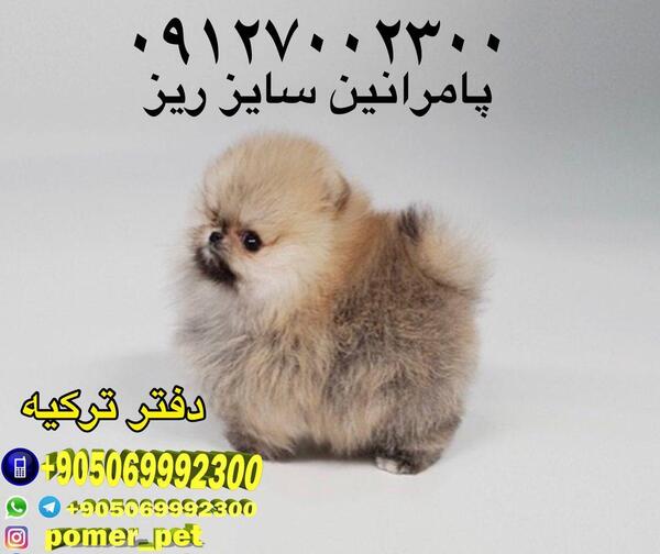 عکس سگ پامر فنجانی