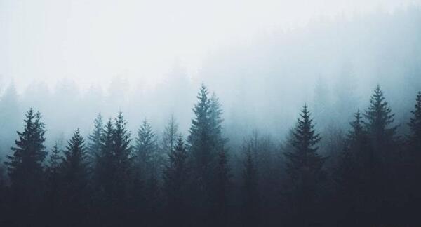 عکس تصویر زمینه جنگل
