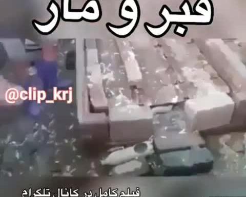 عکس مار در قبر