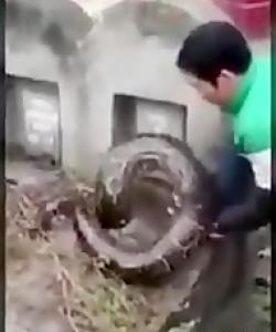 عکس مار در قبر