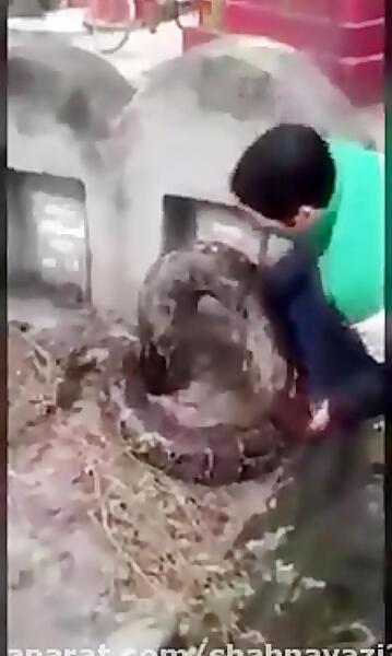 عکس مار در قبر