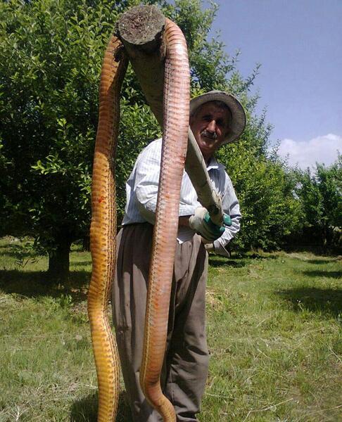 عکس مار غول