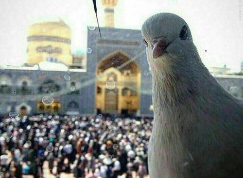 عکس های امیر مقاره در حرم امام رضا