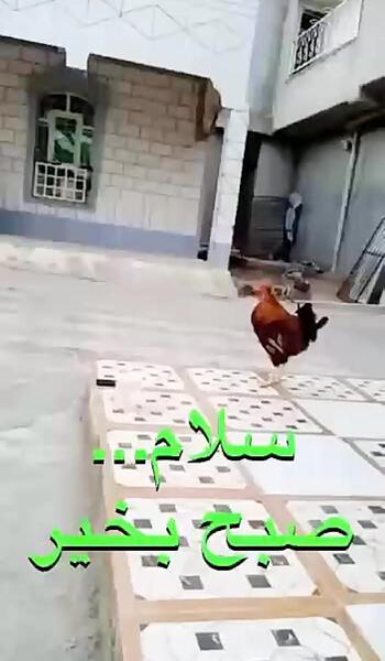 عکس طنز صبح