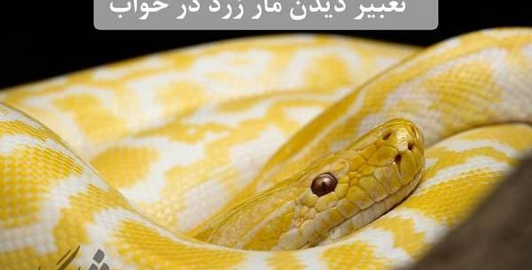 عکس مار زرد رنگ