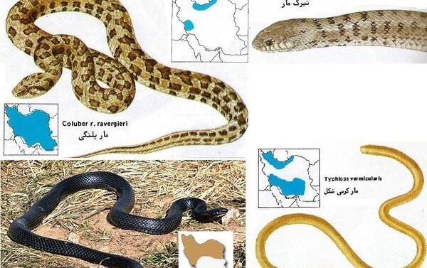 عکس مار خاکی