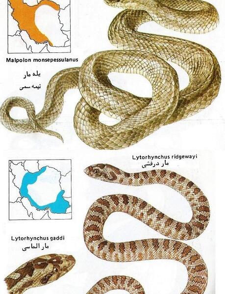 عکس مار خاکی