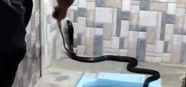 عکس مار کبرا ترسناک