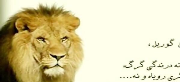 عکس شیرم سلطان جنگل