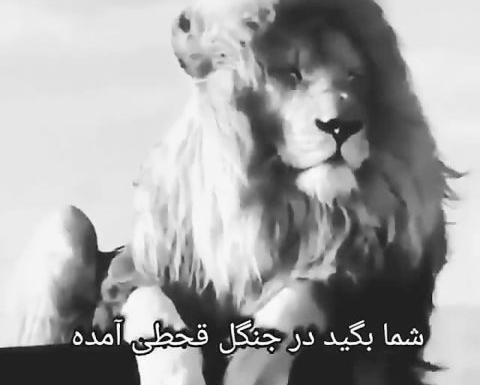 عکس شیرم سلطان جنگل