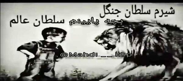 عکس شیرم سلطان جنگل
