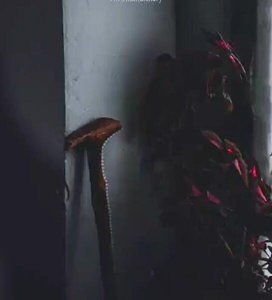 عکس استوری واتساپ چاوشی