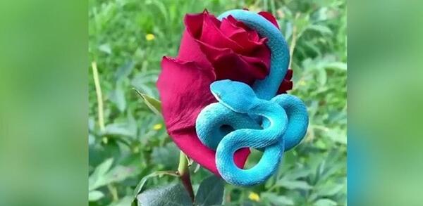 عکس مار آبی رنگ