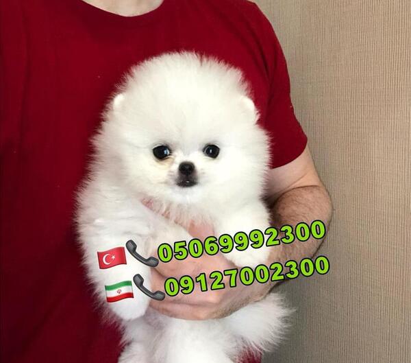 عکس سگ فنجونی پامرانین