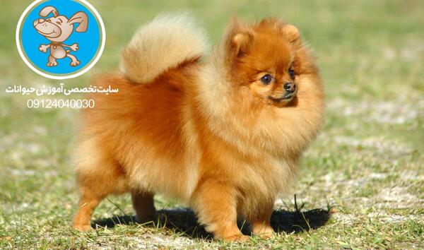 عکس سگ فنجونی پامرانین