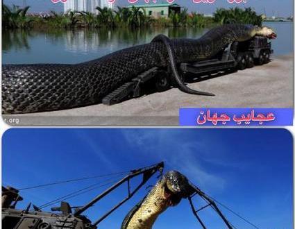 عکس مار صد متری